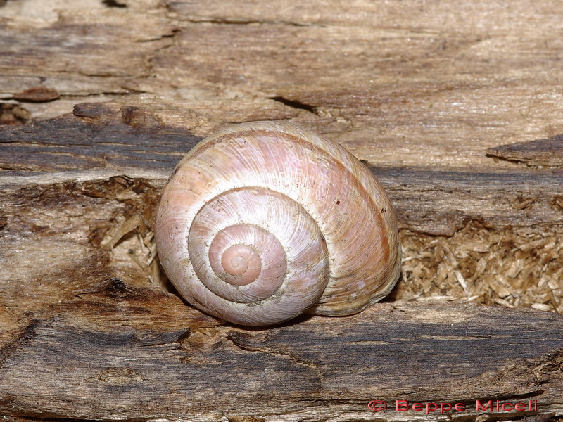 Cepaea nemoralis etrusca e altre